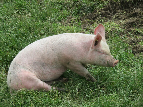 У ресторана Гранж-Нев