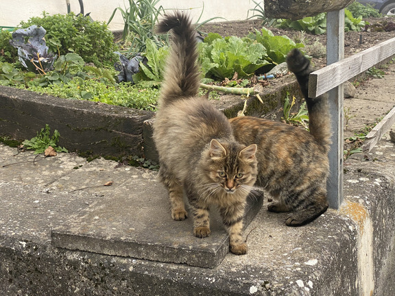 Деревенские кошки