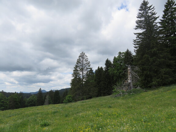 Альпийские луга