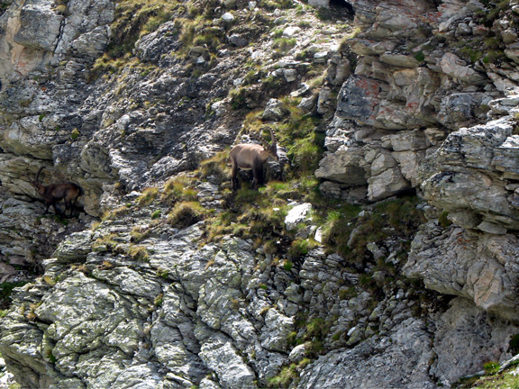 Горный козерог