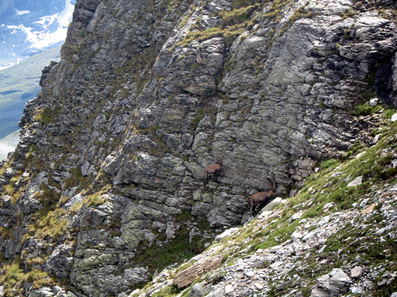 Семейство козерогов