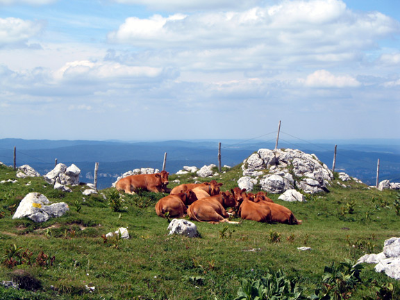 Вершина Доль