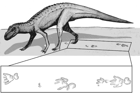 Изохиротериум