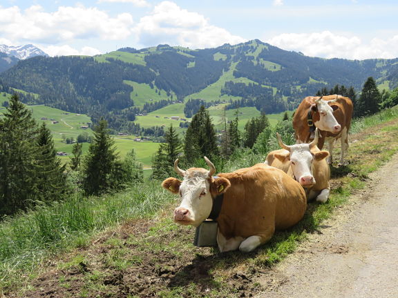 Швейцарские парнокопытные
