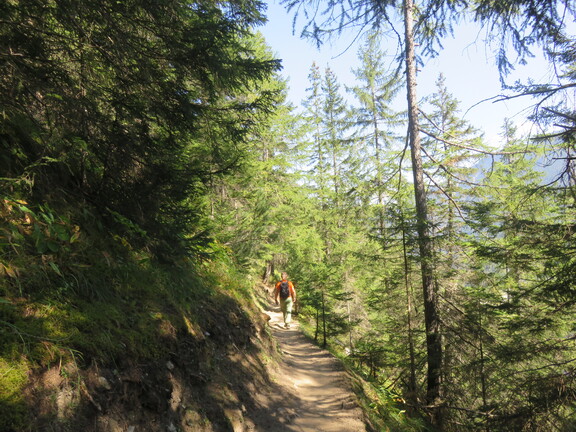 Лесная тропа