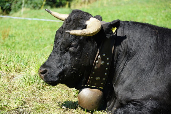 Коровы эрингской породы