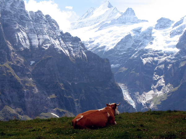 Вид на Шрекхорн и Верхний Ледник (Оберерглетчер)