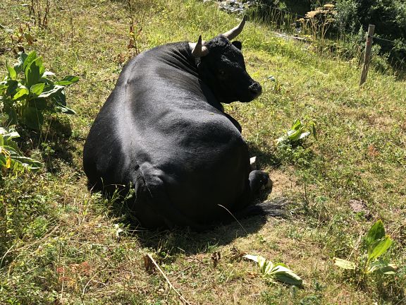 Пастбища Магингальпа