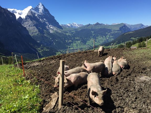 Вид на Эйгер и Клейне Шейдегг со склона Гроссе Шейдегг