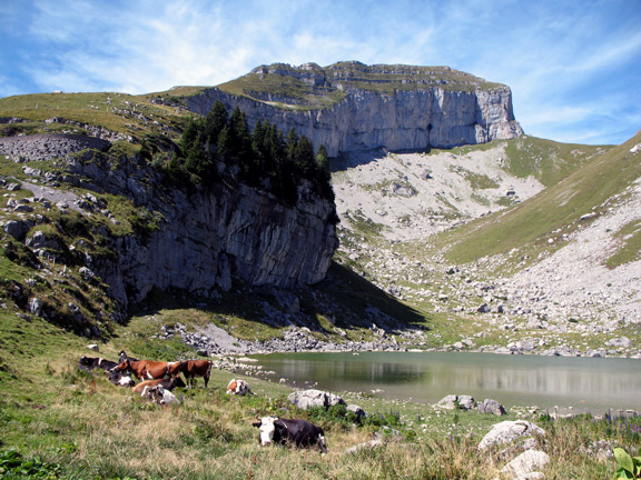 Маленькое озеро Майен со стадом