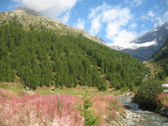 Ледник Петерсграт