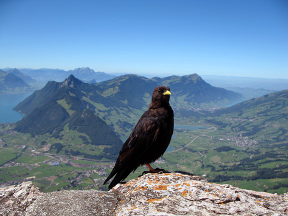 Галка на вершине Митена