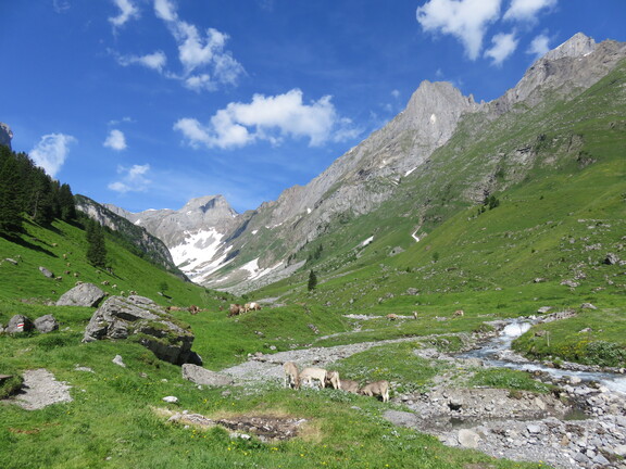 Альп Бешбахи