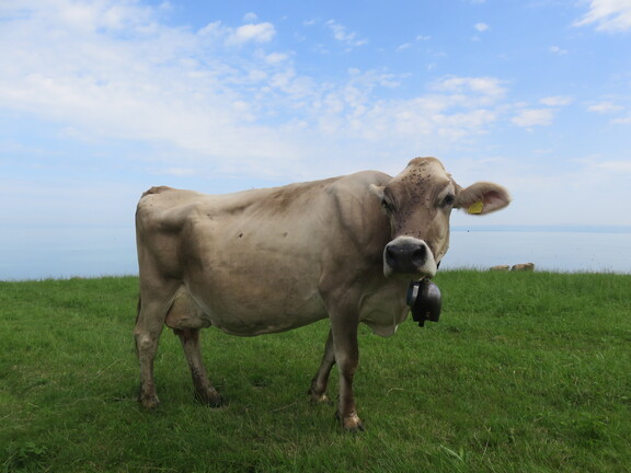 Корова на фоне Бодензее
