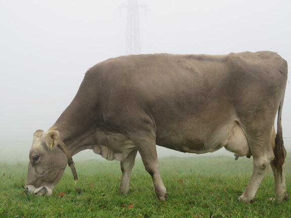 Люцернские парнокопытные
