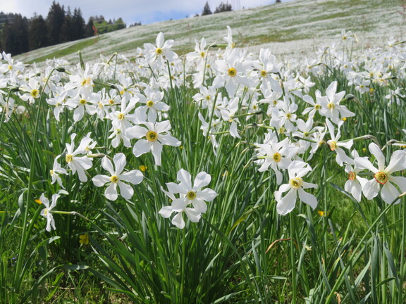 Плейады. Поле нарциссов