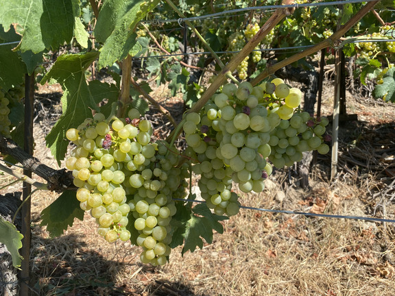 Виноград Шассела