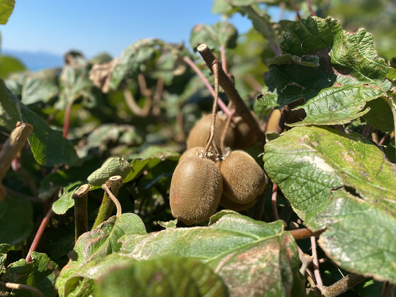 Экзотические плантации
