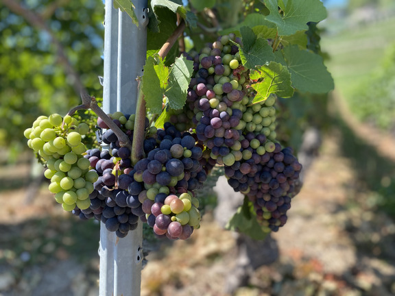 Виноград
