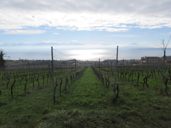 Бужи-Виллар. Виноградники.