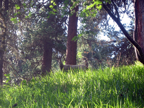 Горная лань на Arvenweg