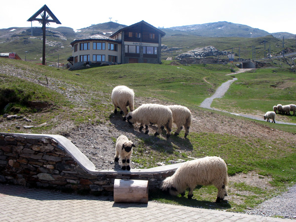 Семейство баранов на вершине Рифельберга