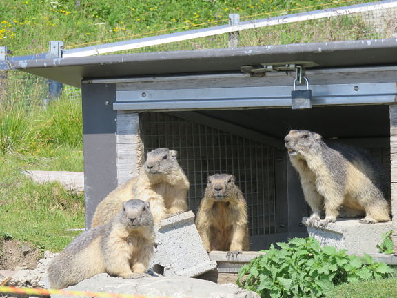 Сурковый домик