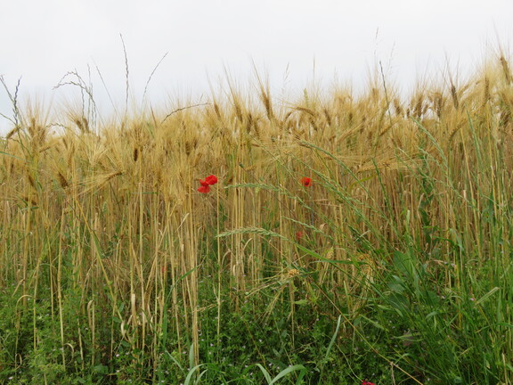 Поля и луга