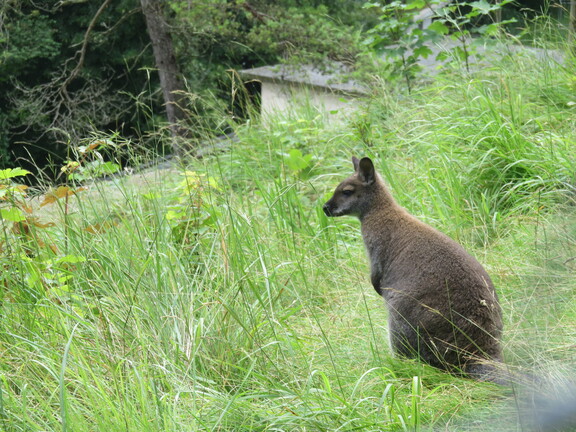 Фауна кантона Во