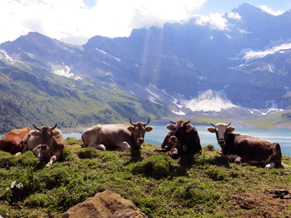 Коровье пастбище на берегу
