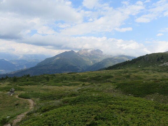 Черничные поля Вазенальп