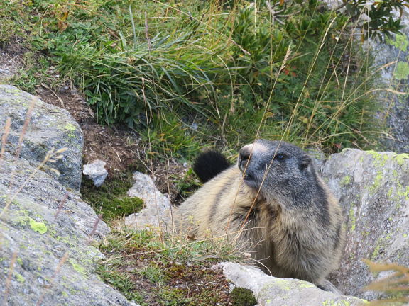 Горный сурок