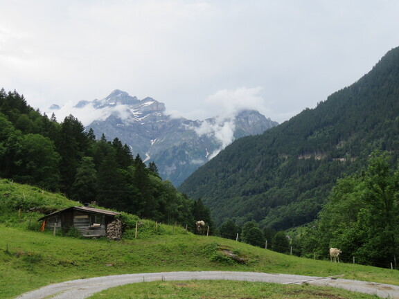 Коровьи пастбища у Энги