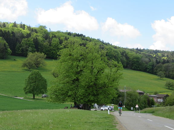 Линнская липа