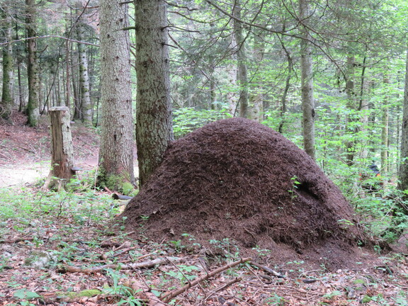 Муравейник