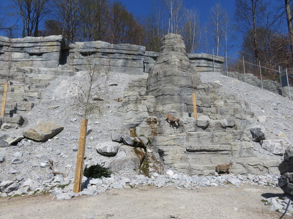 Горные лани в зоопарке Дельхелцли