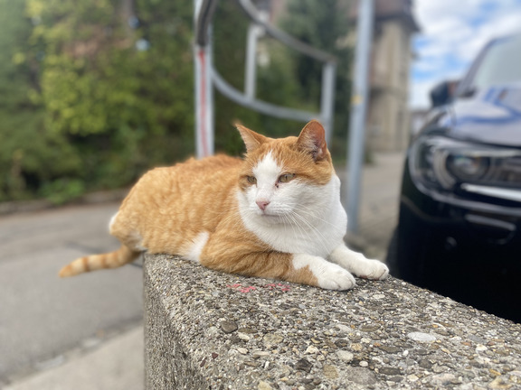 Лангнау - фауна