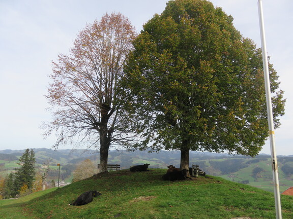 Вильдматт: коровий пикник