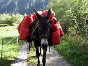 Мул с рюкзаками туристов