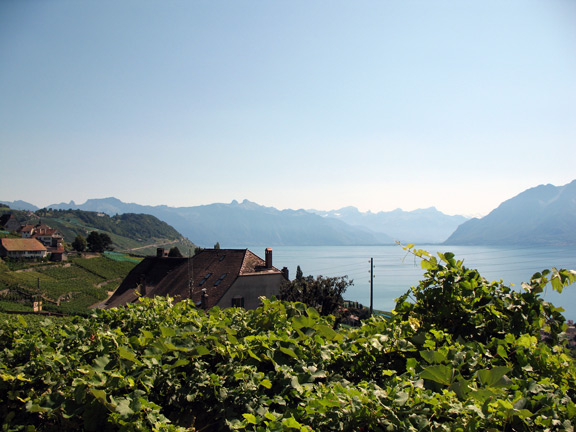 Виноградники Лаво. Гранво