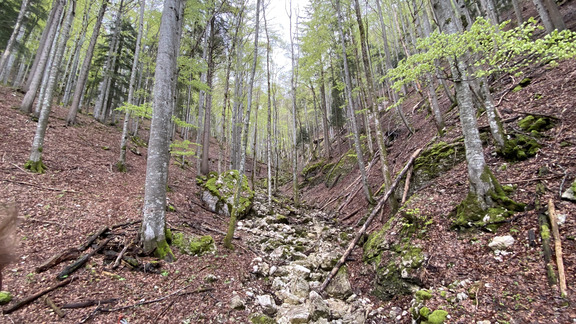 Мрачный лес Комбе-Бьосс